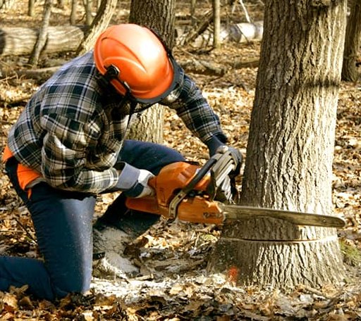 Tree Removal in Walters, OK